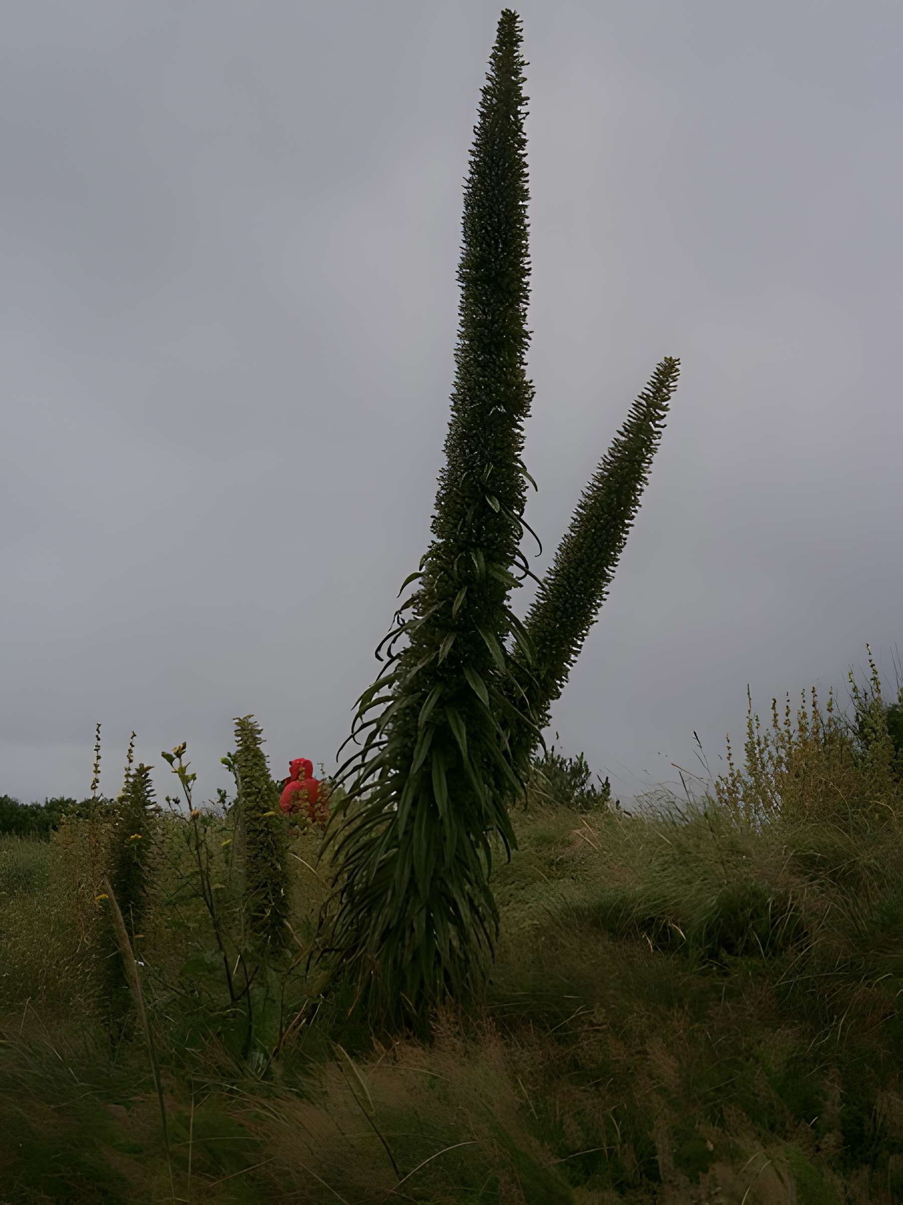 Musée Maritime de l'Ile Tatihou à Saint-Vaast-la-Hougue