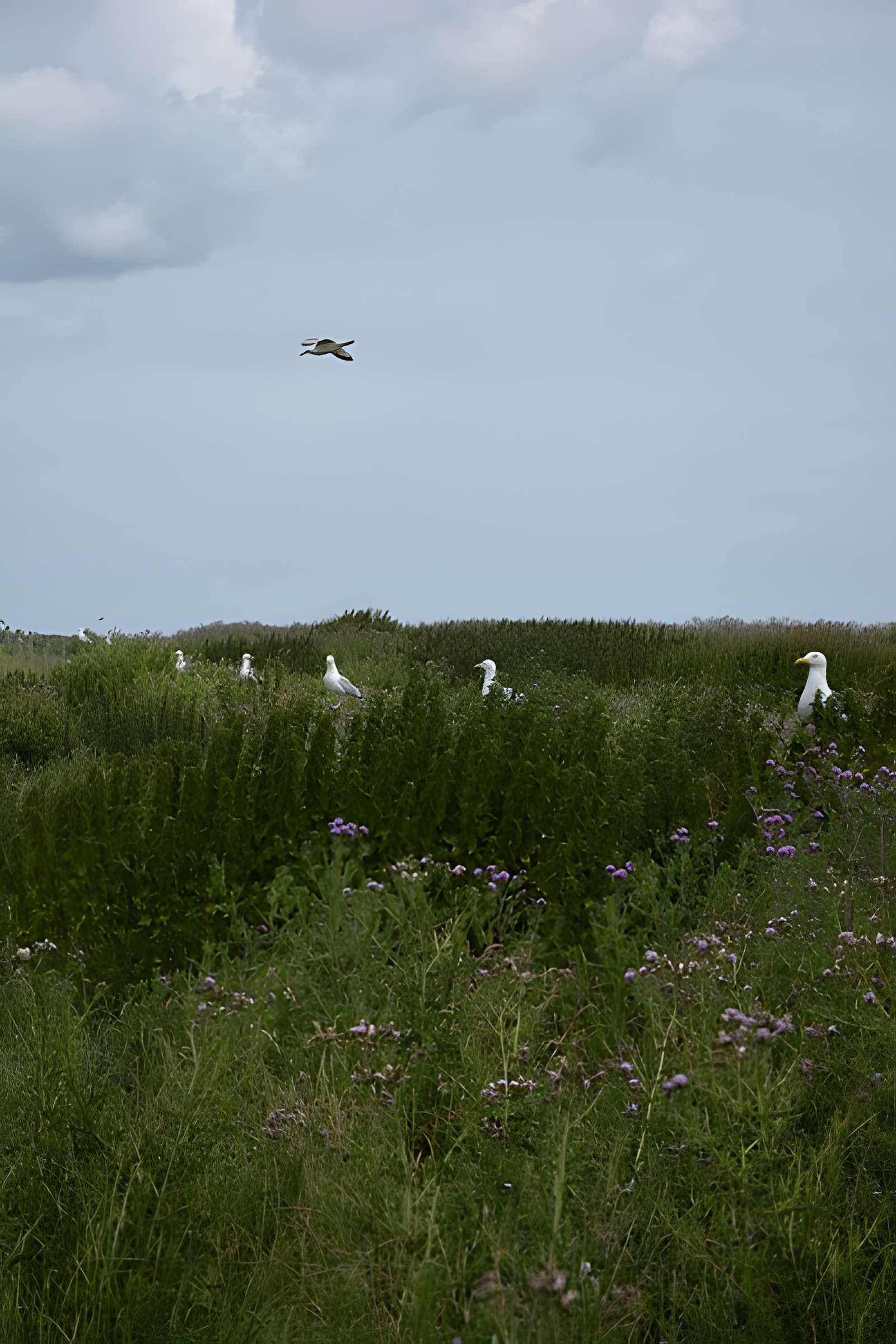 Musée Maritime de l'Ile Tatihou à Saint-Vaast-la-Hougue