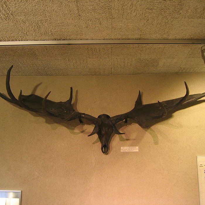 Photo de Muséum dhistoire naturelle de Dijon