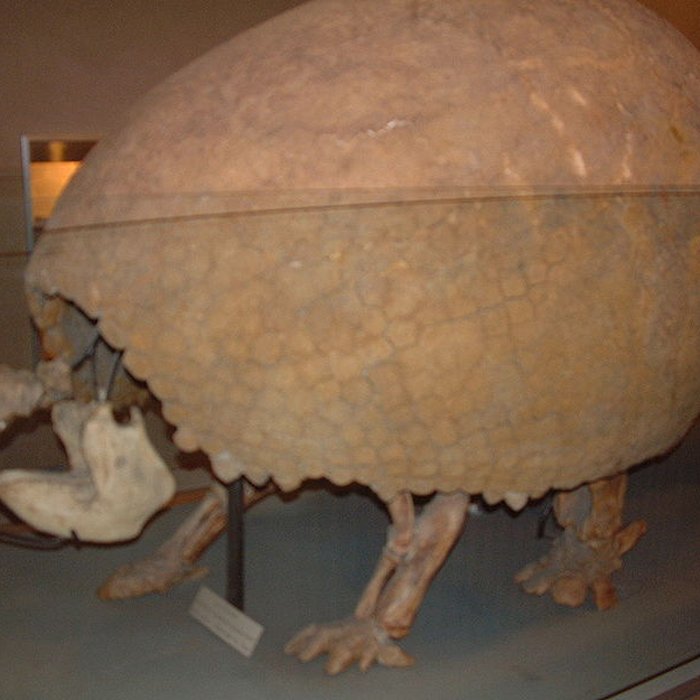 Photo de Muséum dhistoire naturelle de Dijon