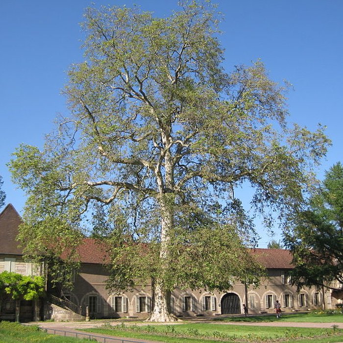 Photo de Muséum dhistoire naturelle de Dijon
