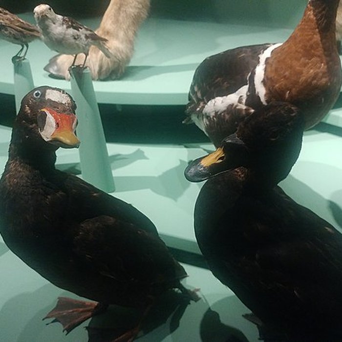 Photo de Muséum dhistoire naturelle de Dijon