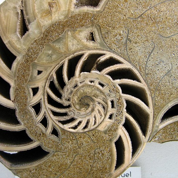 Photo de Muséum dhistoire naturelle de Dijon