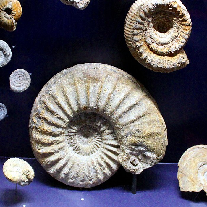 Photo de Muséum dhistoire naturelle de Dijon