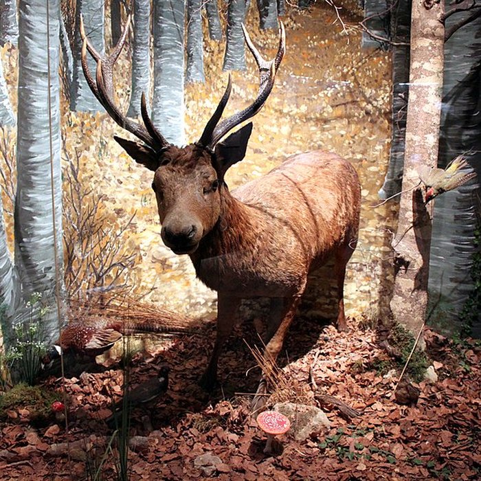 Photo de Muséum dhistoire naturelle de Dijon