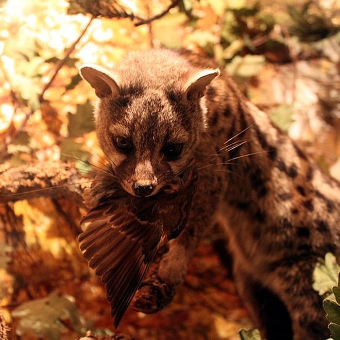 Photo de Muséum dhistoire naturelle de Dijon