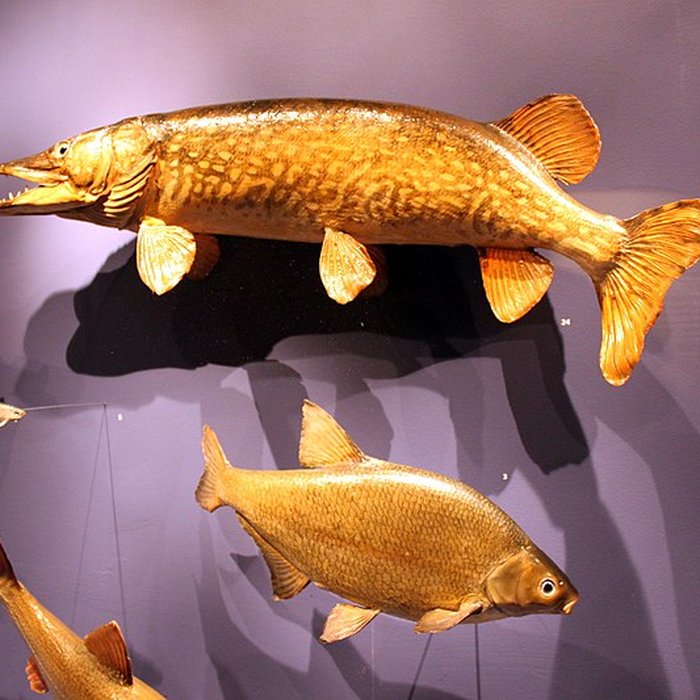 Photo de Muséum dhistoire naturelle de Dijon