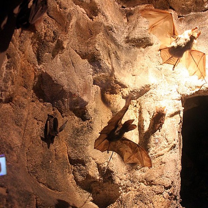 Photo de Muséum dhistoire naturelle de Dijon