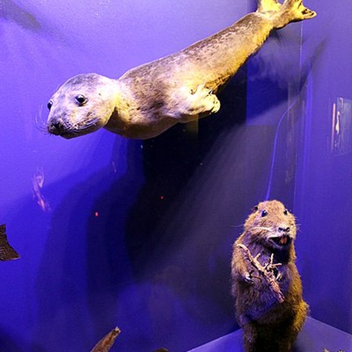 Photo de Muséum dhistoire naturelle de Dijon