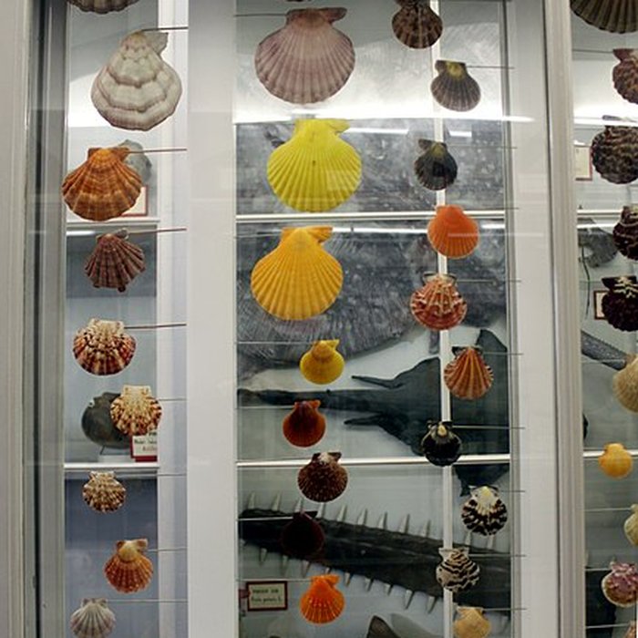 Photo de Muséum dhistoire naturelle de Dijon