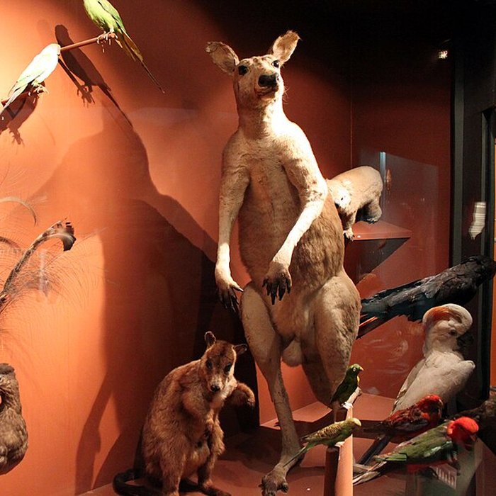 Photo de Muséum dhistoire naturelle de Dijon
