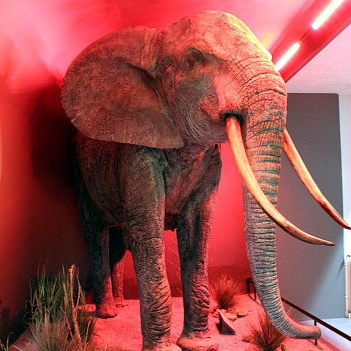 Photo de Muséum dhistoire naturelle de Dijon