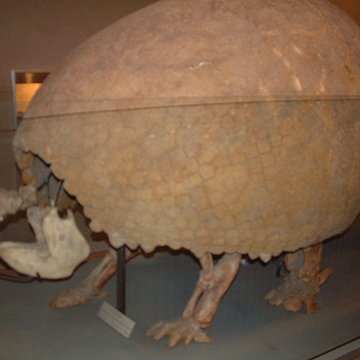 Muséum dhistoire naturelle de Dijon