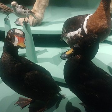 Muséum dhistoire naturelle de Dijon