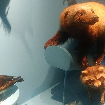 Muséum dhistoire naturelle de Dijon