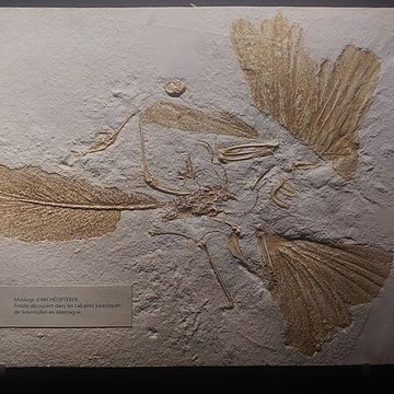 Muséum dhistoire naturelle de Dijon