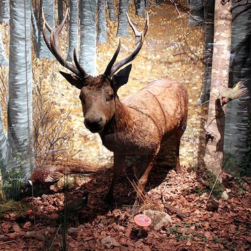 Muséum dhistoire naturelle de Dijon