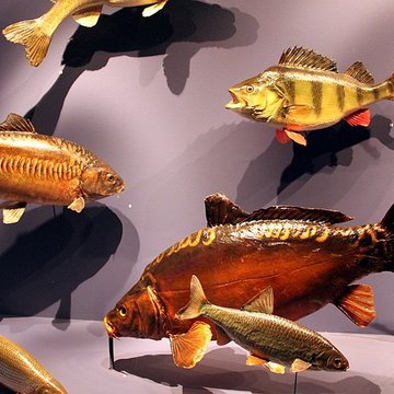 Muséum dhistoire naturelle de Dijon
