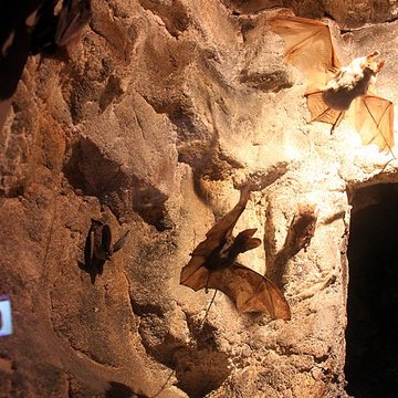 Muséum dhistoire naturelle de Dijon