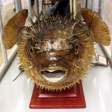 Muséum dhistoire naturelle de Dijon