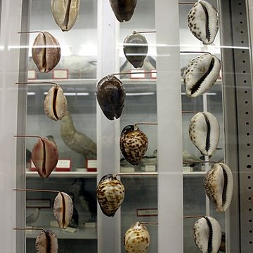 Muséum dhistoire naturelle de Dijon