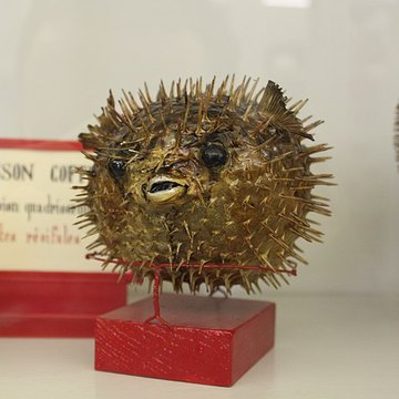 Muséum dhistoire naturelle de Dijon