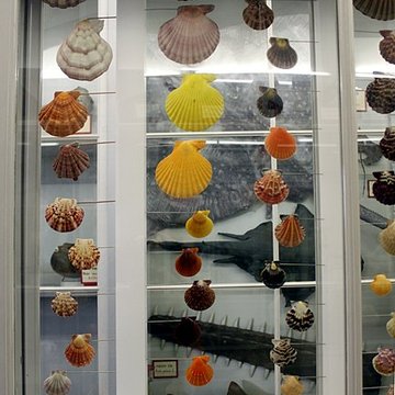 Muséum dhistoire naturelle de Dijon
