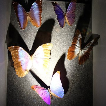 Muséum dhistoire naturelle de Dijon