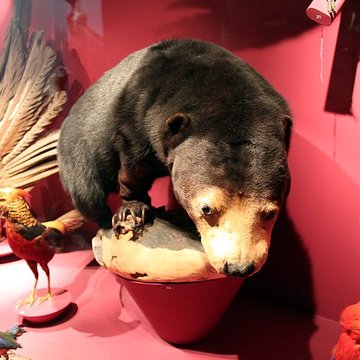 Muséum dhistoire naturelle de Dijon