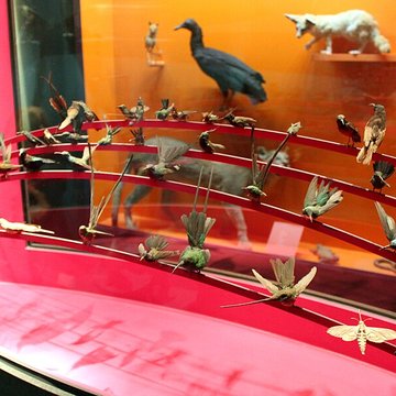 Muséum dhistoire naturelle de Dijon