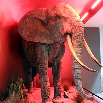 Muséum dhistoire naturelle de Dijon