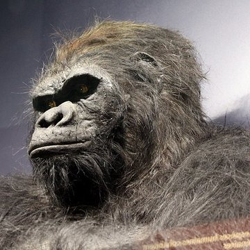 Muséum dhistoire naturelle de Dijon