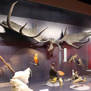 Muséum dhistoire naturelle de Dijon