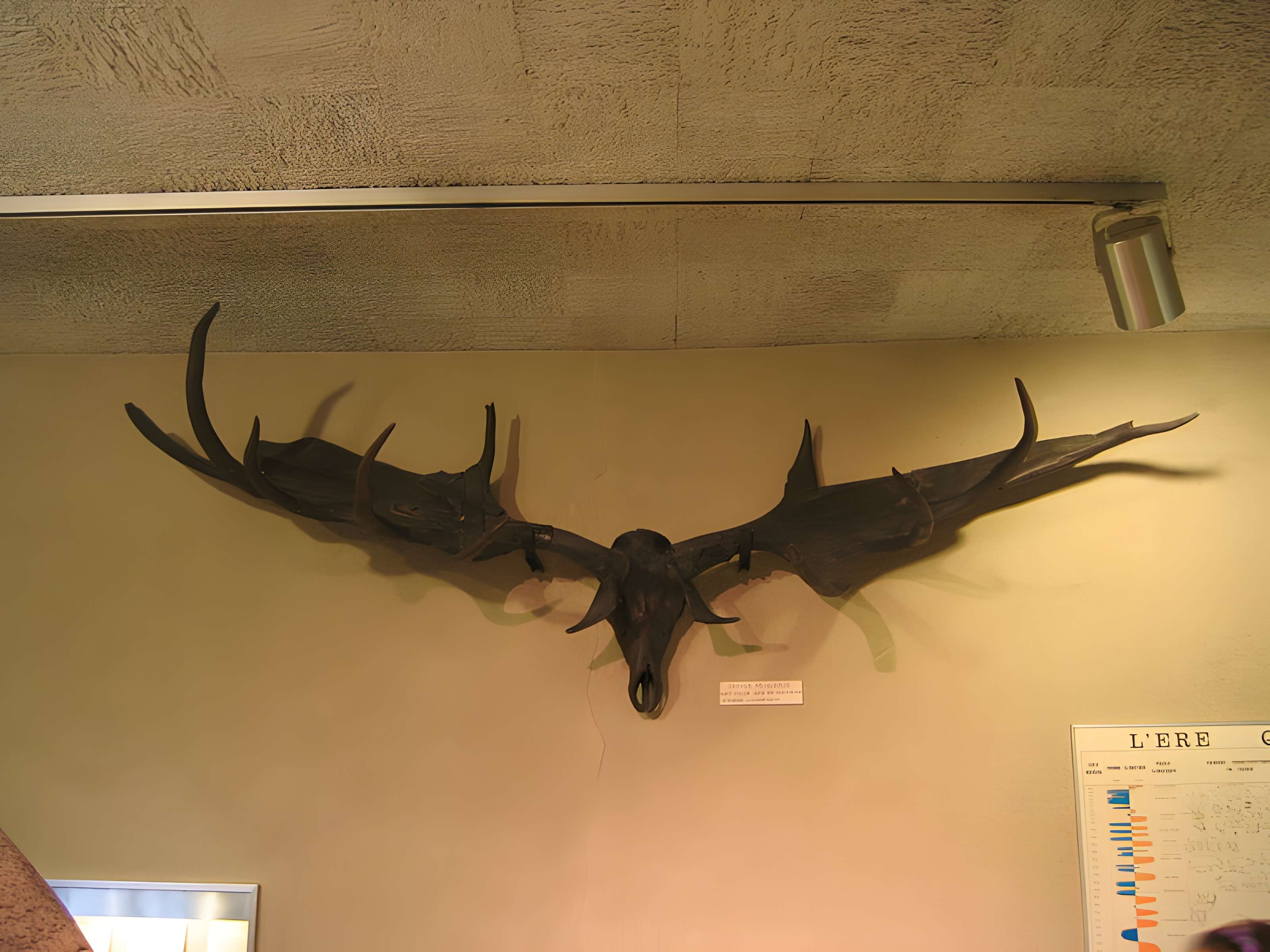 Muséum d'histoire naturelle de Dijon