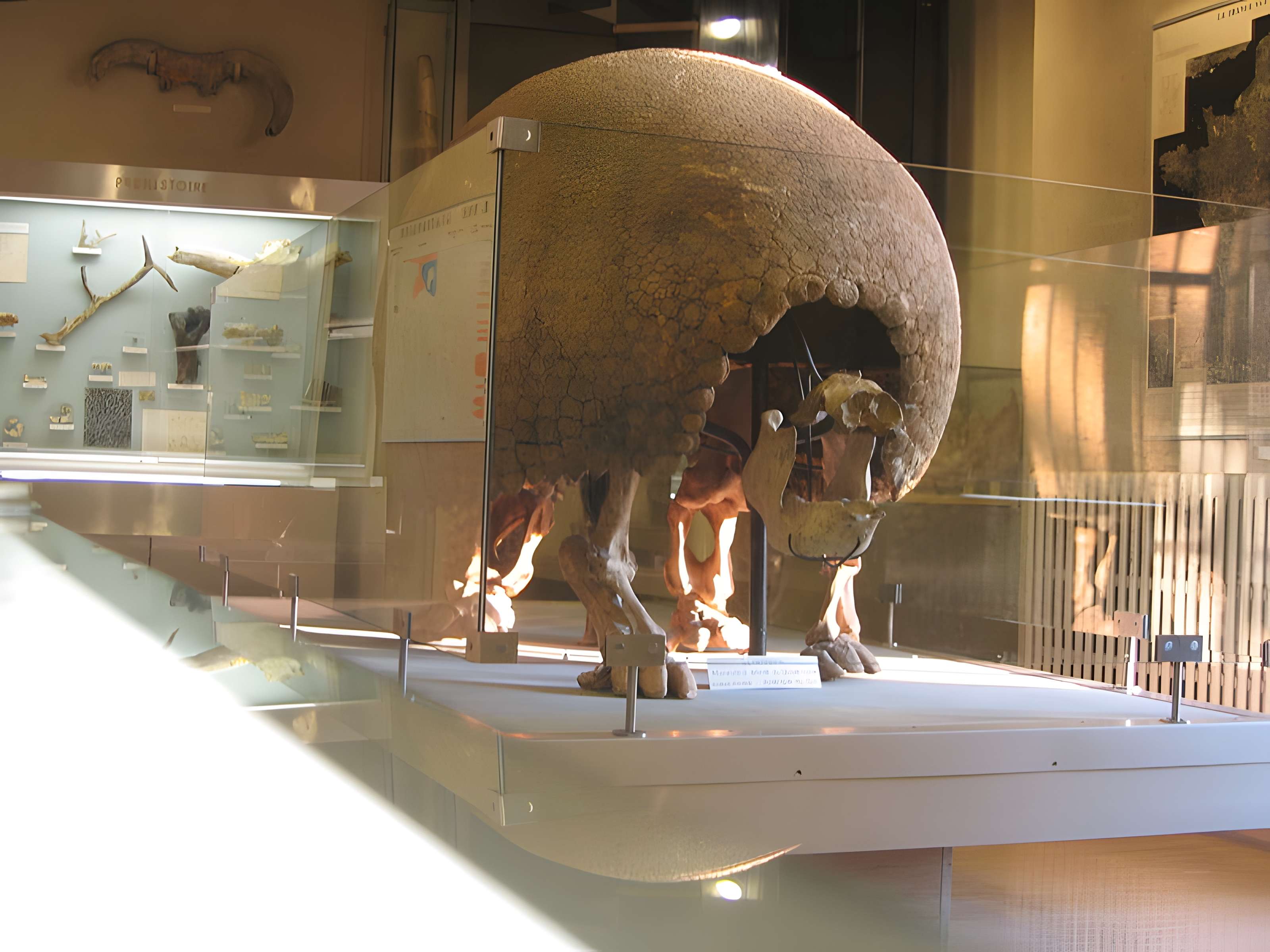 Muséum d'histoire naturelle de Dijon