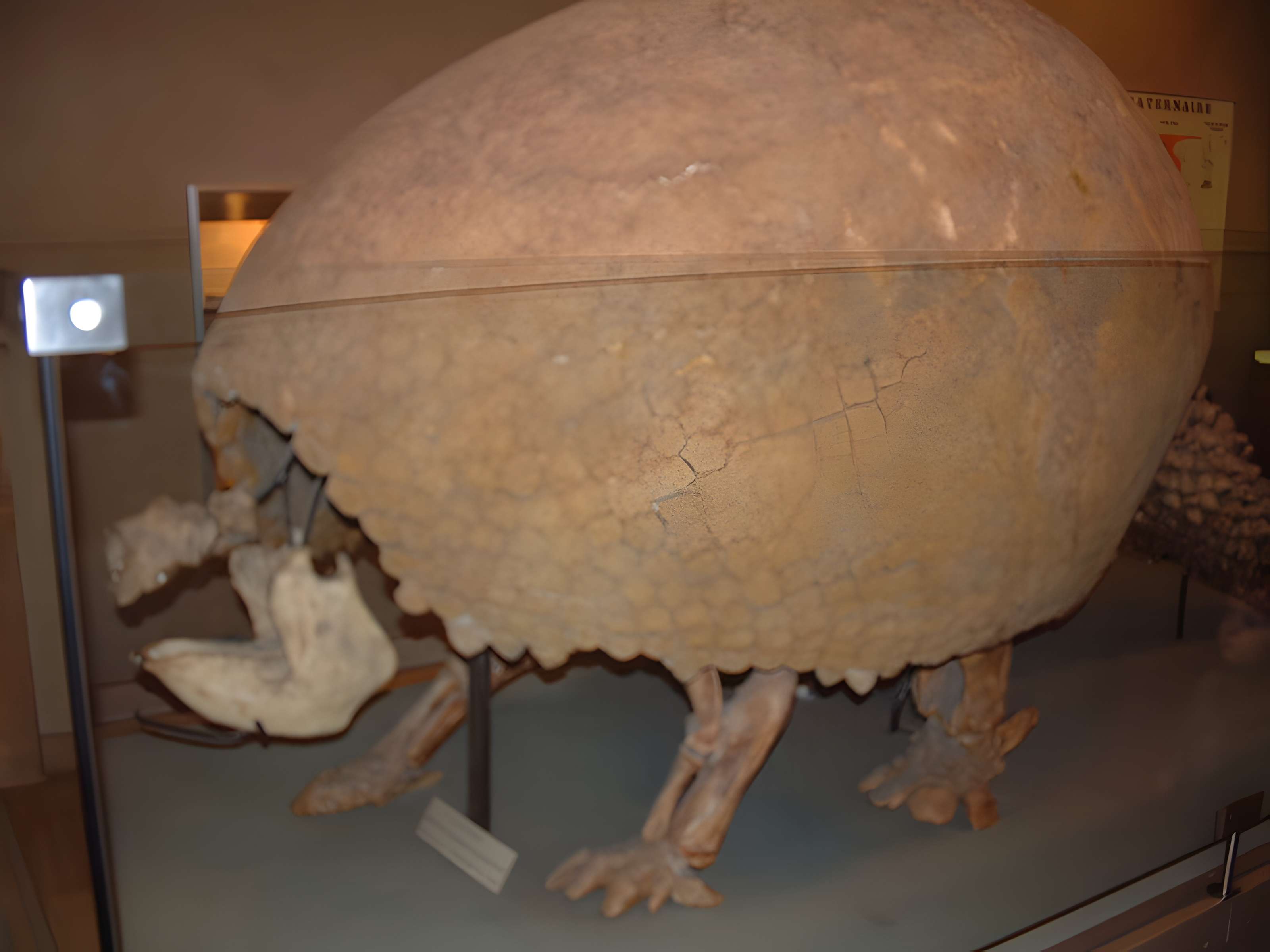 Muséum d'histoire naturelle de Dijon