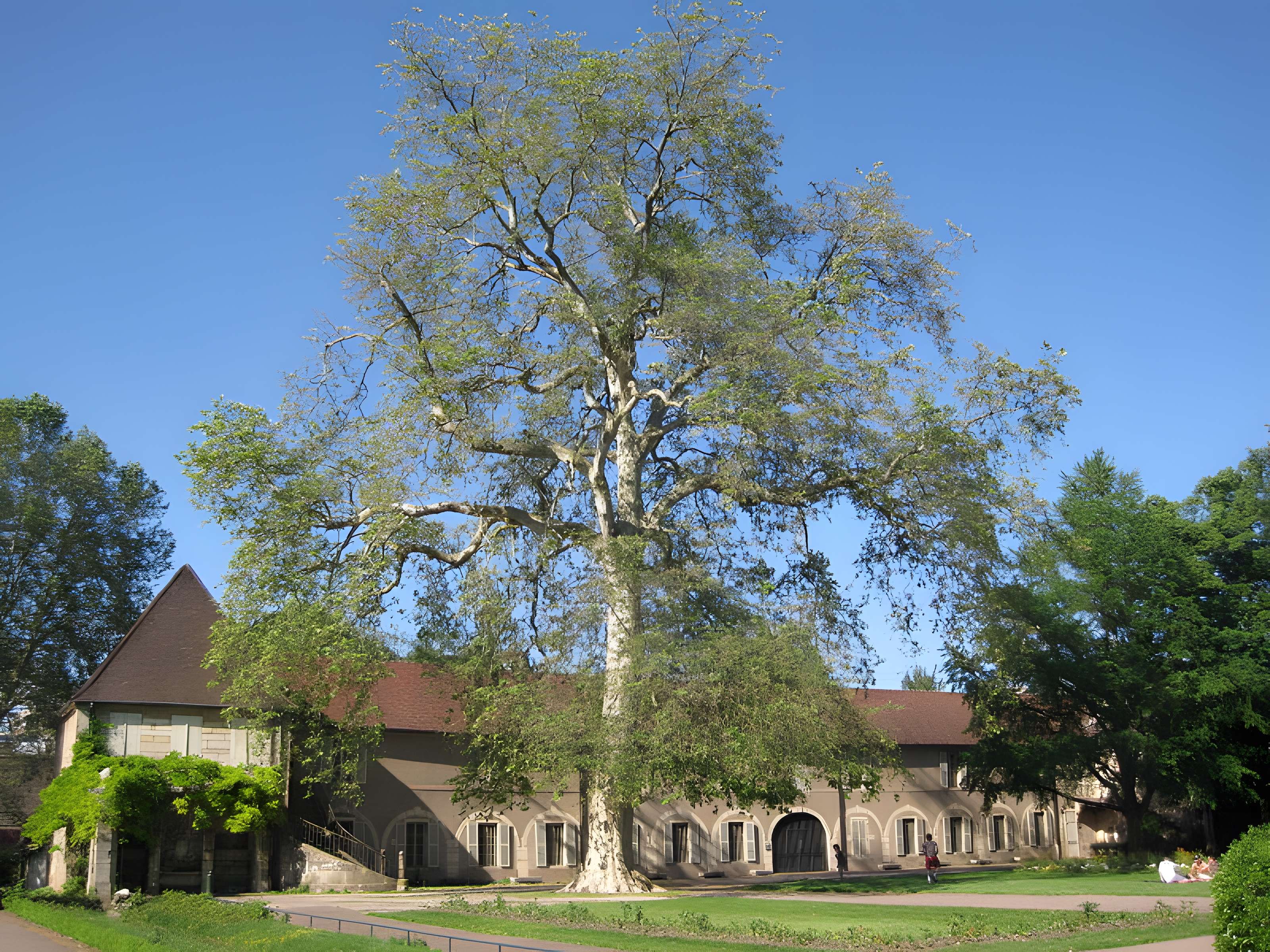 Muséum d'histoire naturelle de Dijon