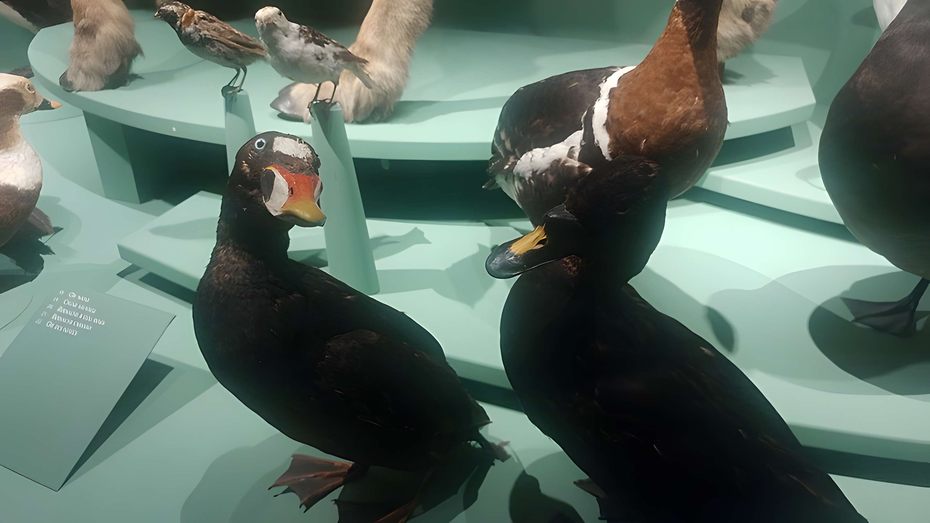 Muséum d'histoire naturelle de Dijon