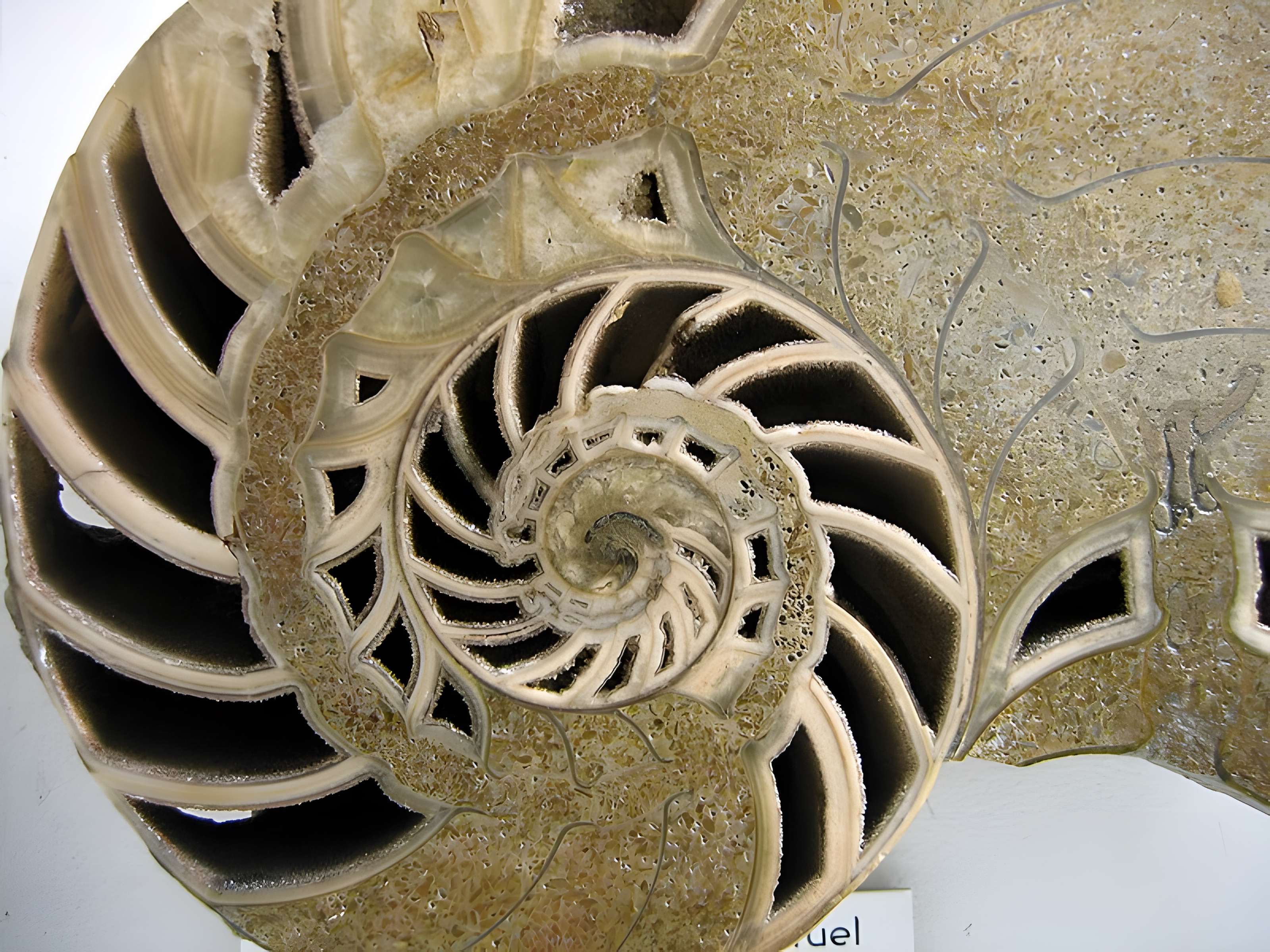 Muséum d'histoire naturelle de Dijon