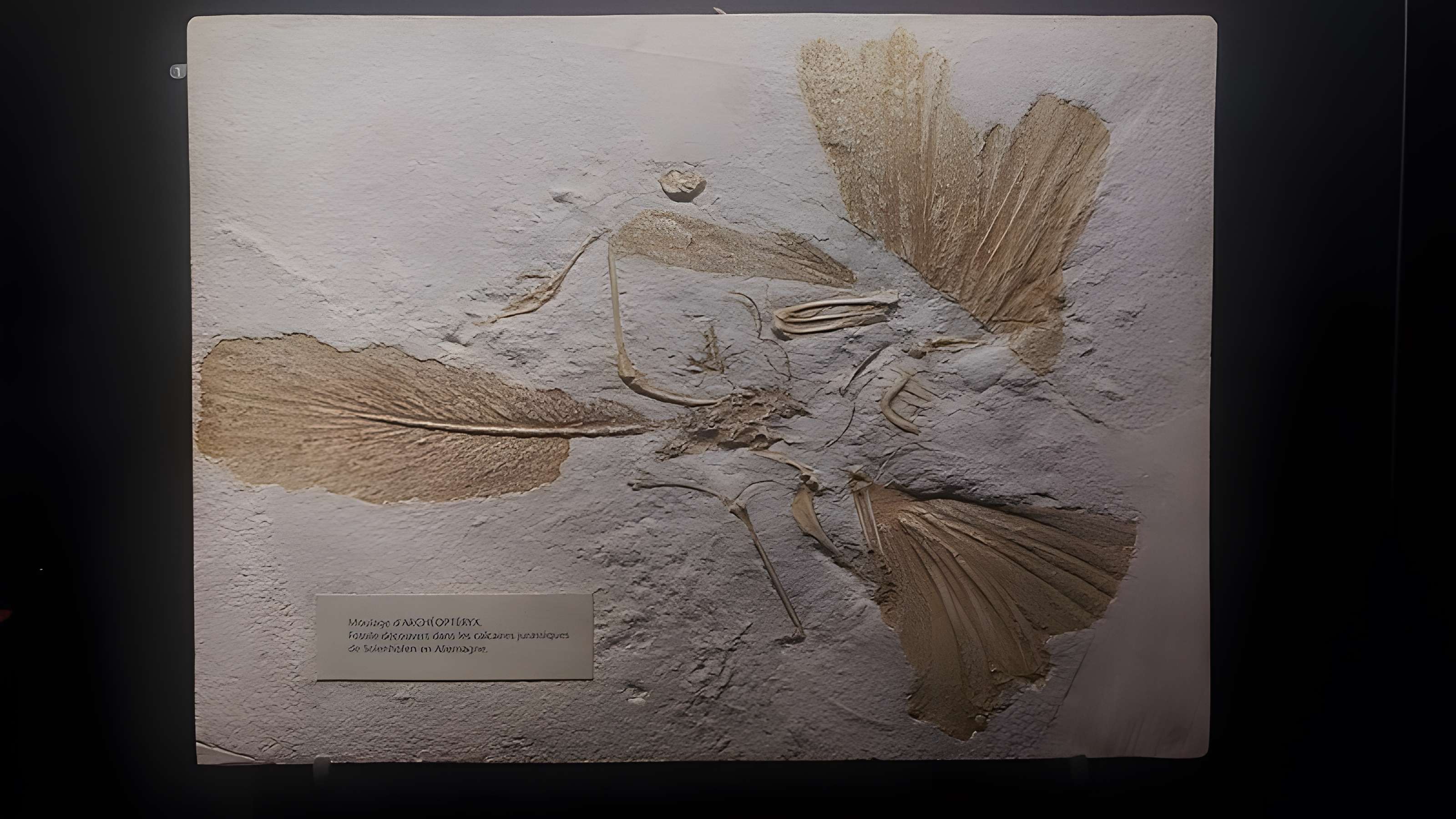 Muséum d'histoire naturelle de Dijon