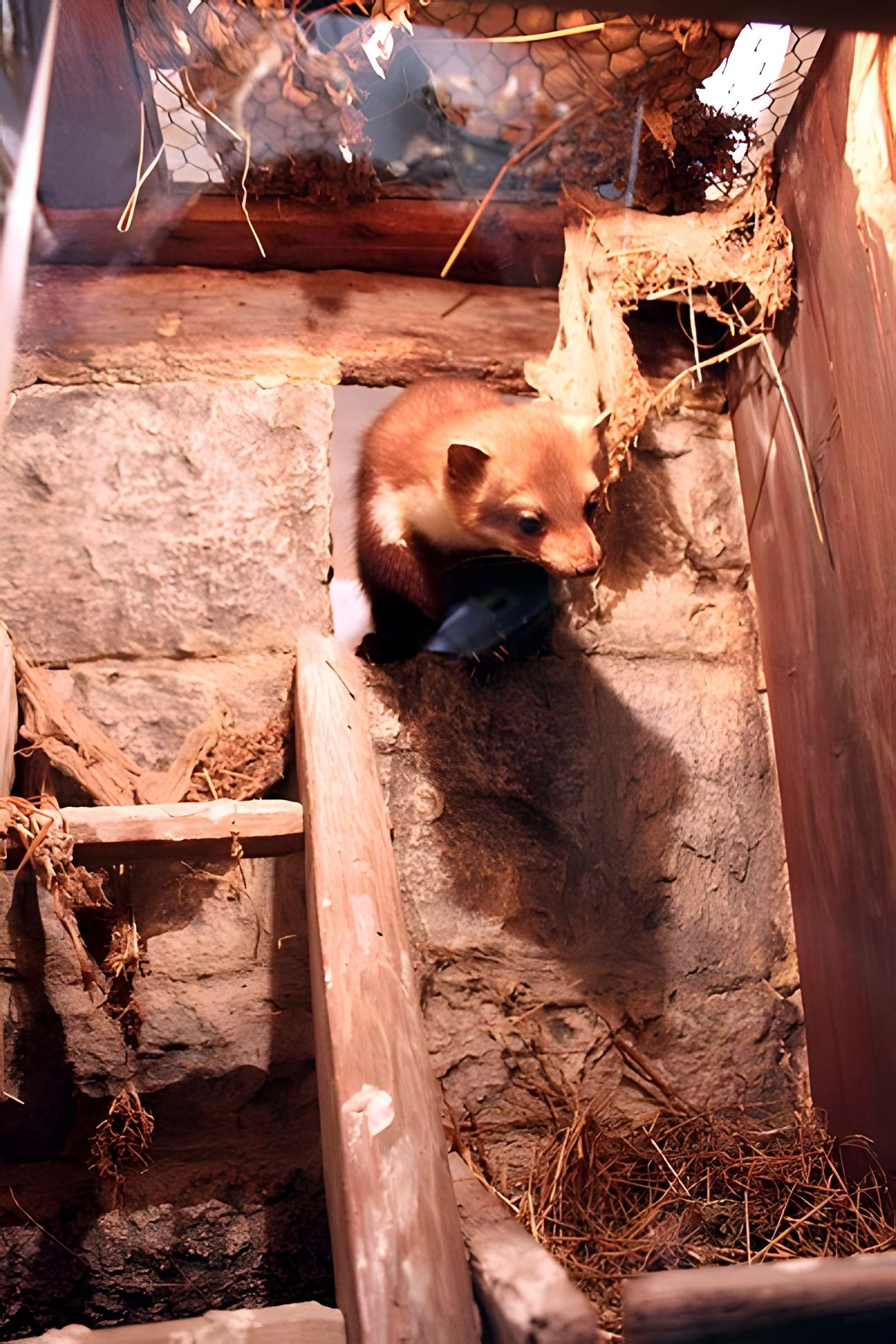 Muséum d'histoire naturelle de Dijon