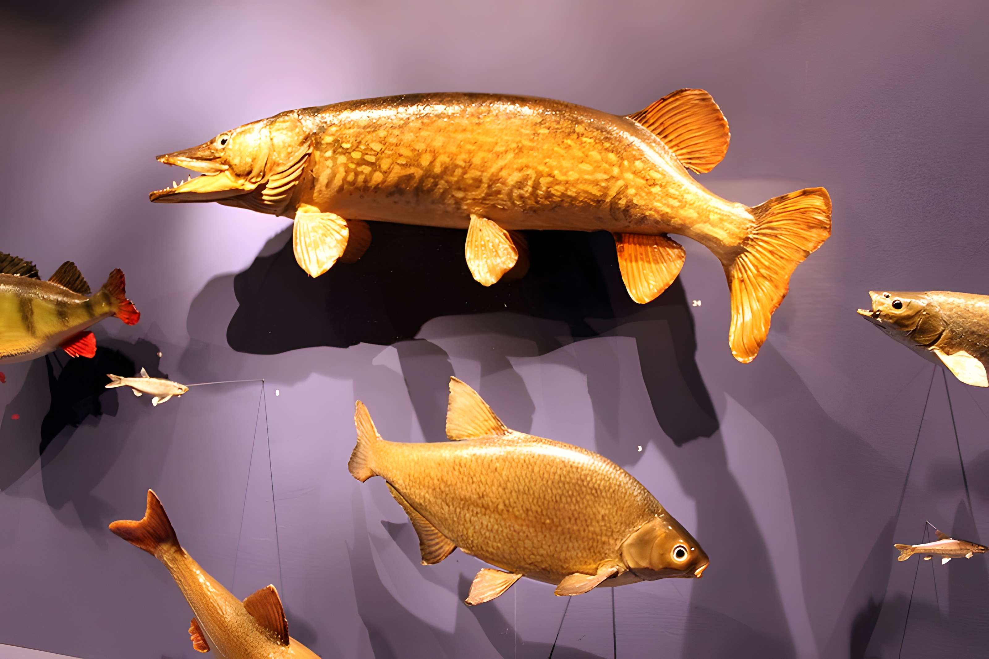 Muséum d'histoire naturelle de Dijon