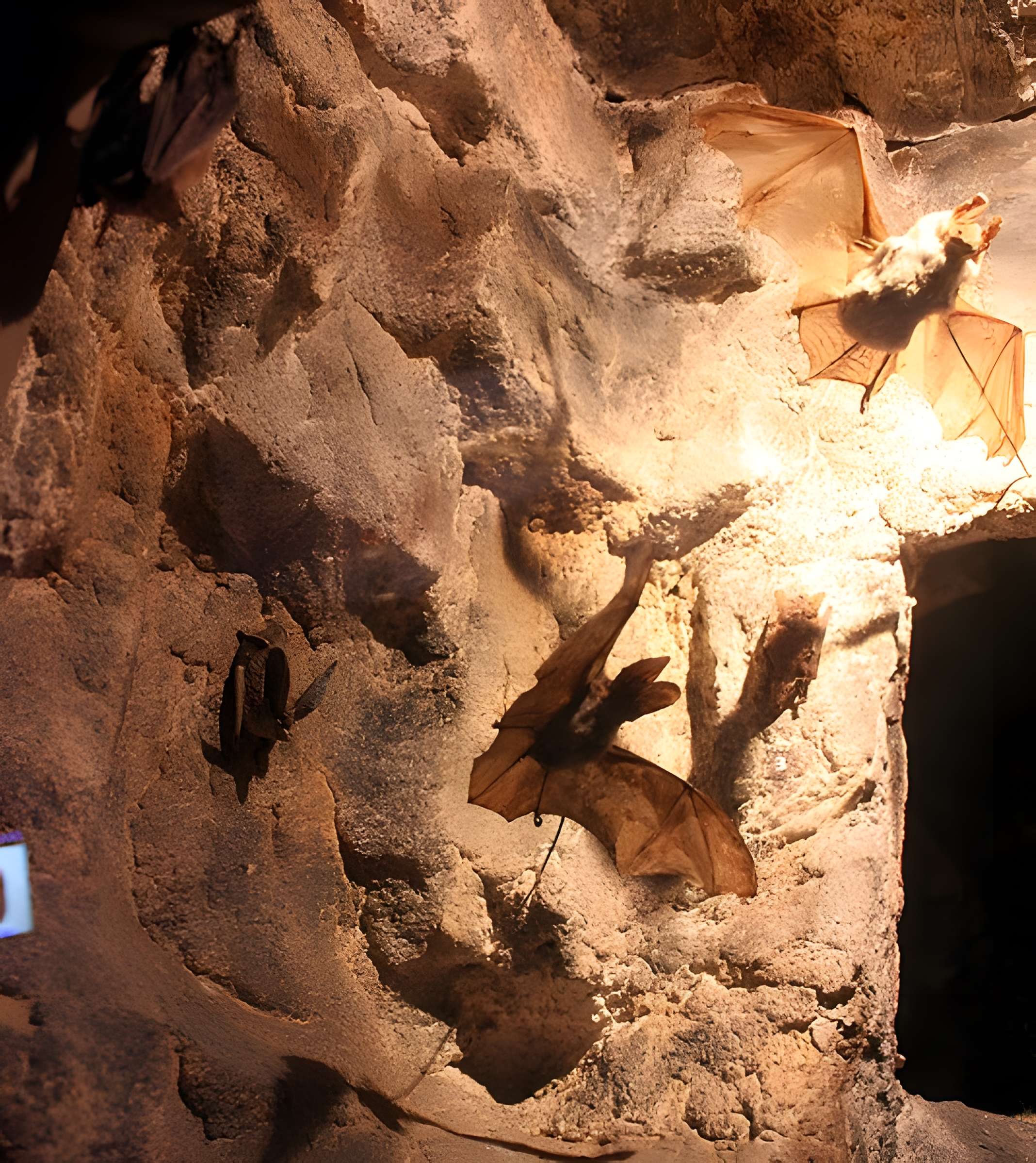 Muséum d'histoire naturelle de Dijon