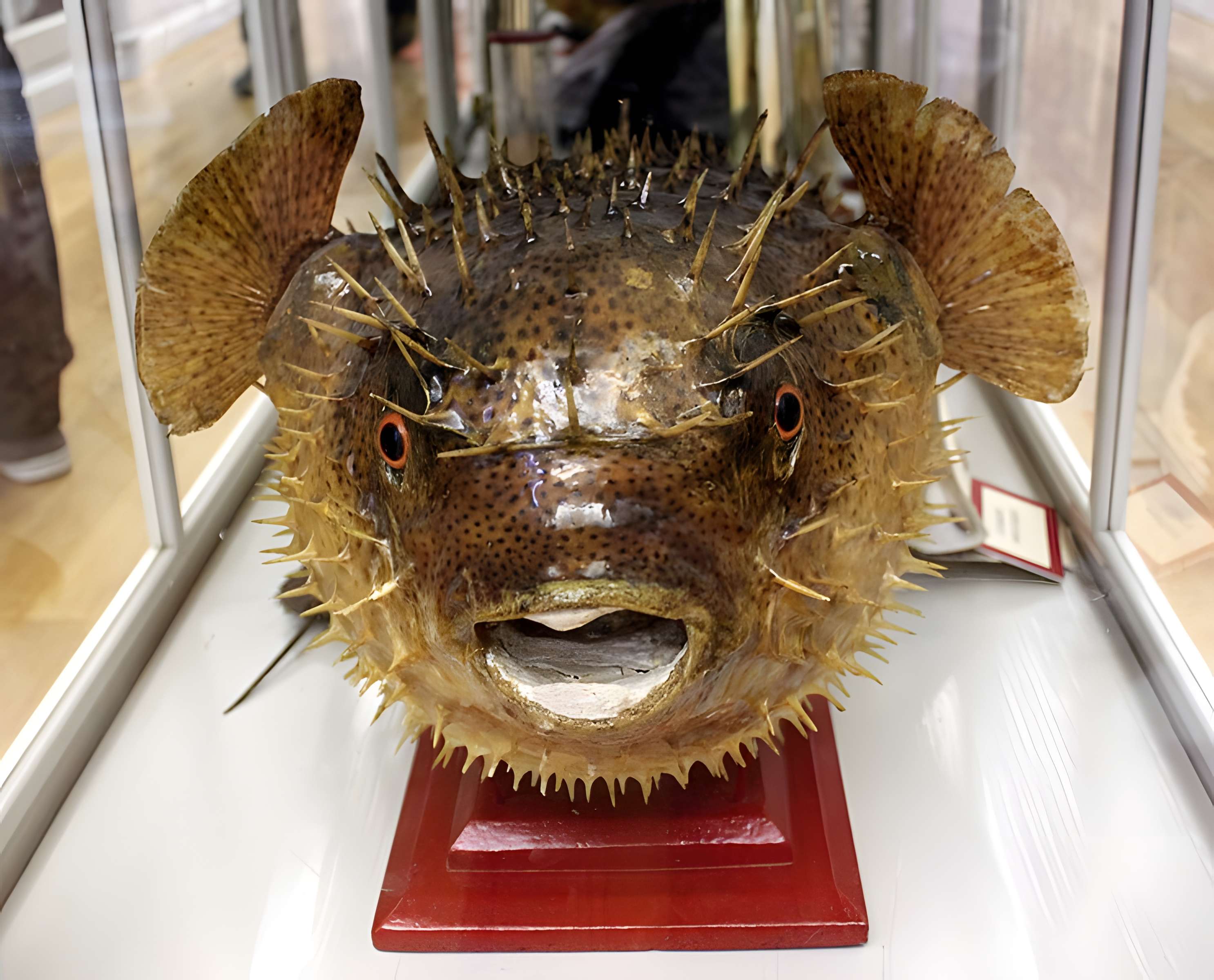 Muséum d'histoire naturelle de Dijon