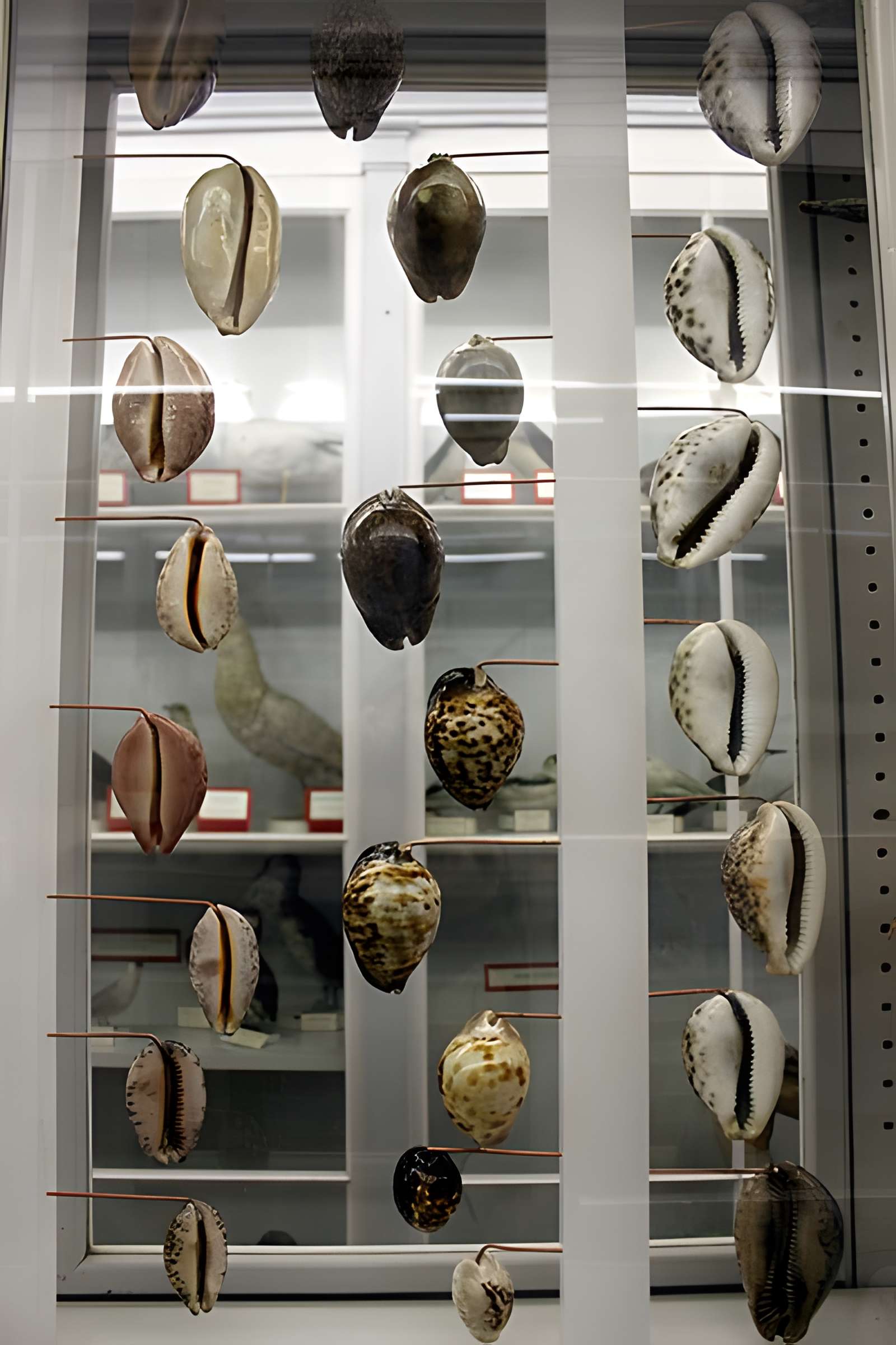 Muséum d'histoire naturelle de Dijon