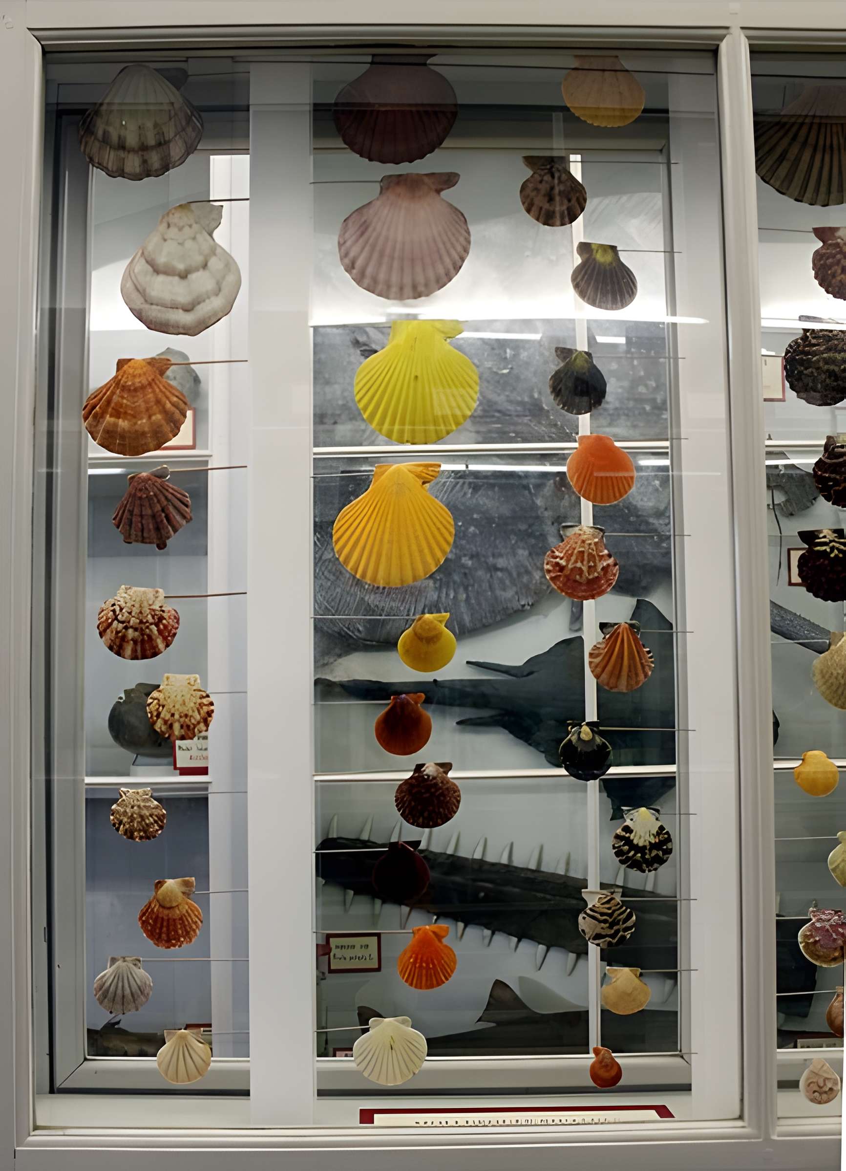 Muséum d'histoire naturelle de Dijon