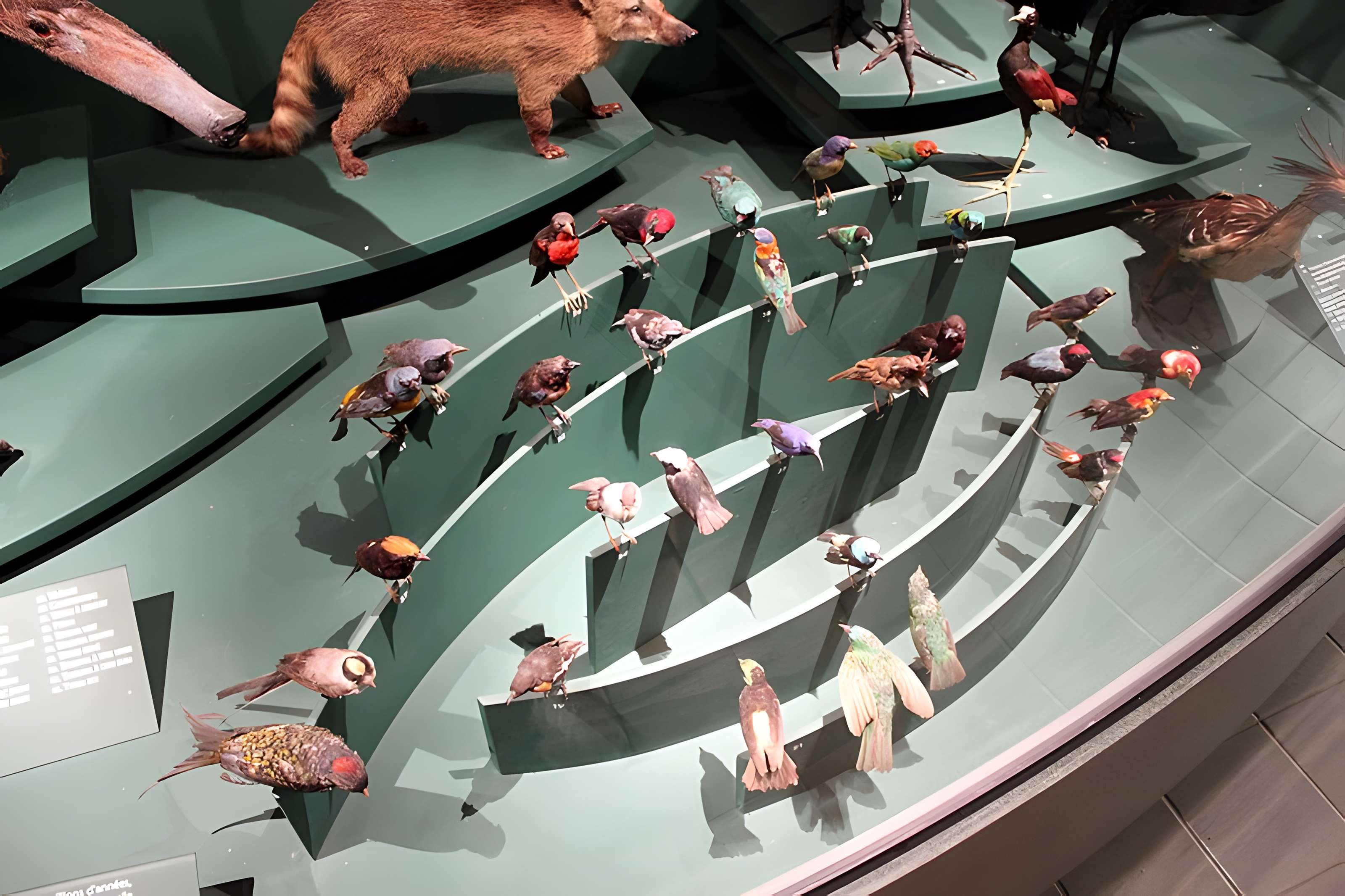 Muséum d'histoire naturelle de Dijon