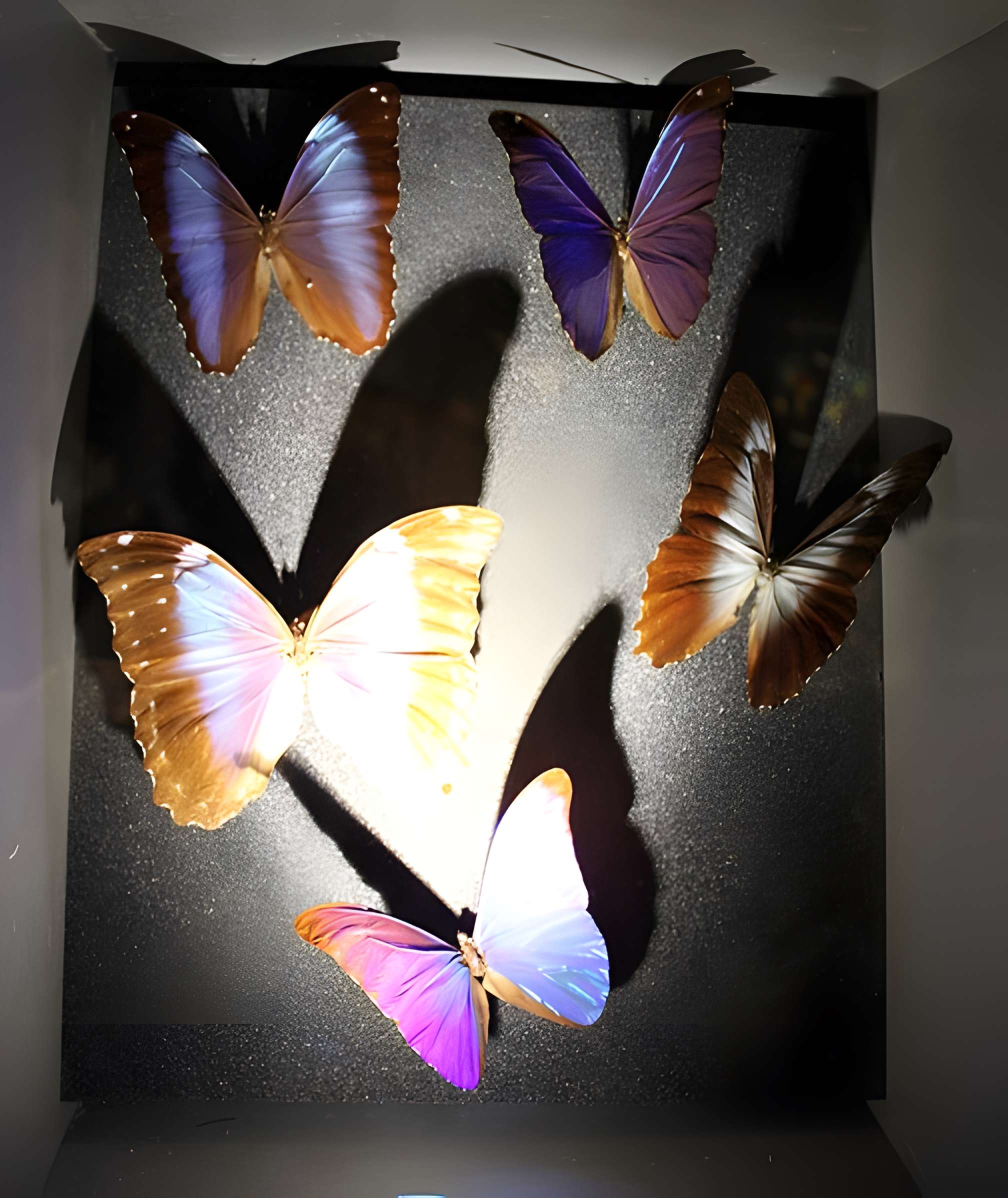 Muséum d'histoire naturelle de Dijon