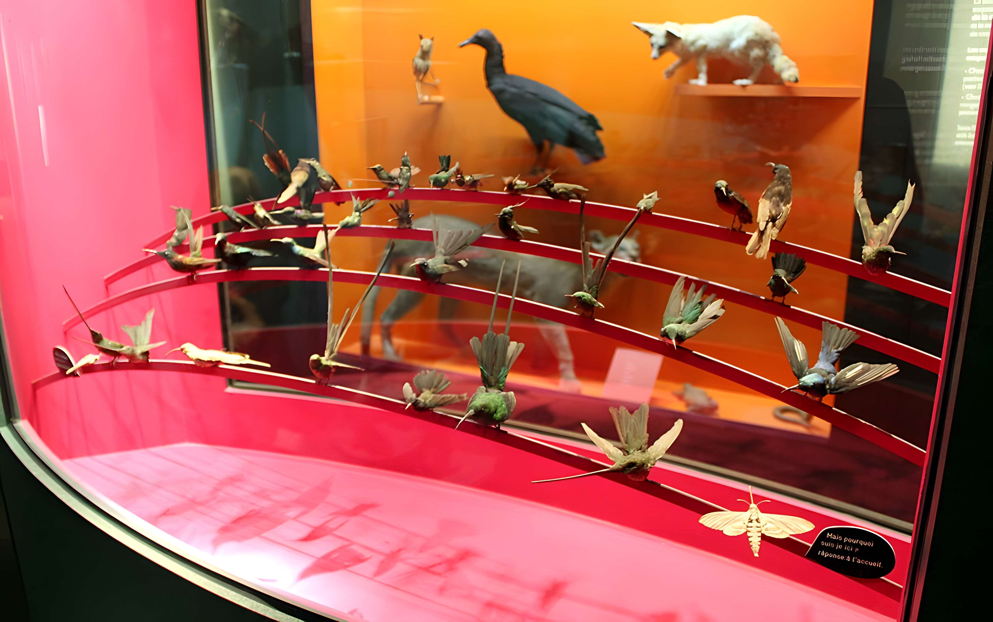 Muséum d'histoire naturelle de Dijon