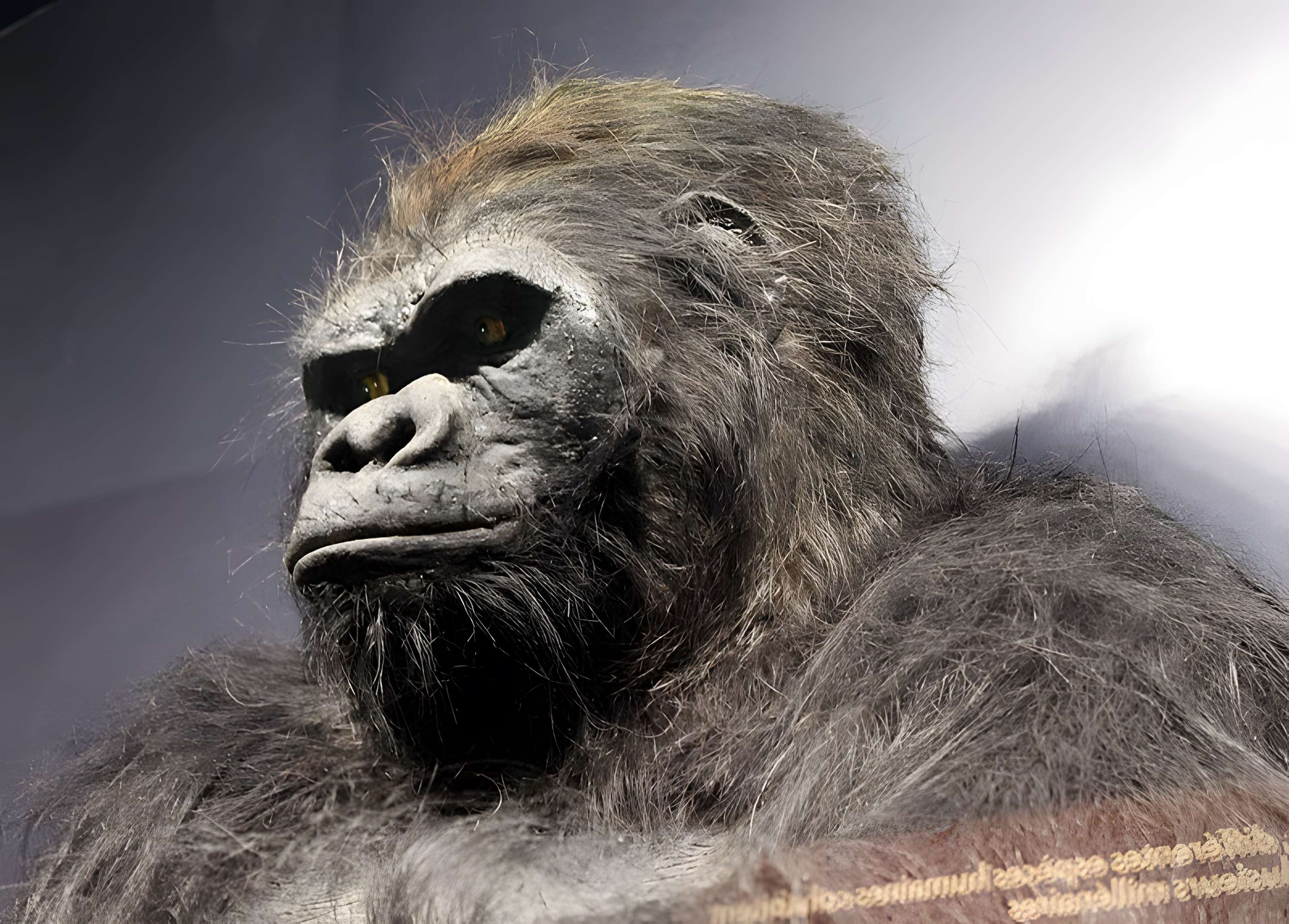 Muséum d'histoire naturelle de Dijon